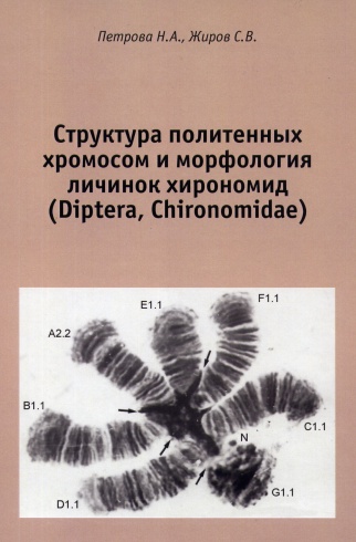 Структура политенных хромосом и морфология личинок хирономид (Diptera, Chirinomidae)